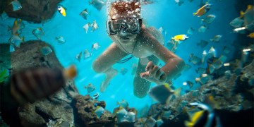 Snorkel & Swim with the Turtles?